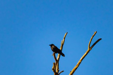 Yalnız bir karga, yalın bir dala tünemiş canlı mavi bir gökyüzüne karşı, altın saatinde siluete bürünmüş. Bu çarpıcı görüntü doğanın basit güzelliğini ve kuş yaşamını yansıtıyor..