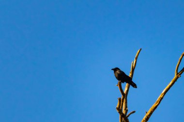 Yalnız bir karga, yalın bir dala tünemiş canlı mavi bir gökyüzüne karşı, altın saatinde siluete bürünmüş. Bu çarpıcı görüntü doğanın basit güzelliğini ve kuş yaşamını yansıtıyor..