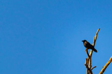 Yalnız bir karga, yalın bir dala tünemiş canlı mavi bir gökyüzüne karşı, altın saatinde siluete bürünmüş. Bu çarpıcı görüntü doğanın basit güzelliğini ve kuş yaşamını yansıtıyor..