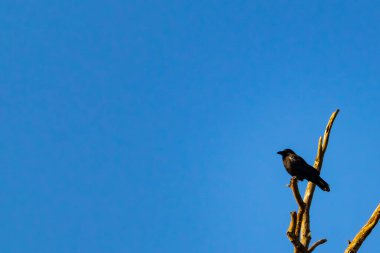 Yalnız bir karga, yalın bir dala tünemiş canlı mavi bir gökyüzüne karşı, altın saatinde siluete bürünmüş. Bu çarpıcı görüntü doğanın basit güzelliğini ve kuş yaşamını yansıtıyor..