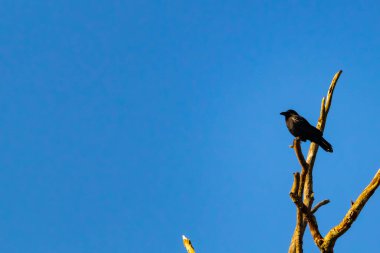 Yalnız bir karga, yalın bir dala tünemiş canlı mavi bir gökyüzüne karşı, altın saatinde siluete bürünmüş. Bu çarpıcı görüntü doğanın basit güzelliğini ve kuş yaşamını yansıtıyor..