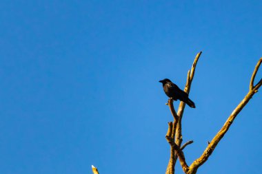 Yalnız bir karga, yalın bir dala tünemiş canlı mavi bir gökyüzüne karşı, altın saatinde siluete bürünmüş. Bu çarpıcı görüntü doğanın basit güzelliğini ve kuş yaşamını yansıtıyor..