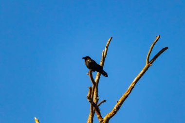 Yalnız bir karga, yalın bir dala tünemiş canlı mavi bir gökyüzüne karşı, altın saatinde siluete bürünmüş. Bu çarpıcı görüntü doğanın basit güzelliğini ve kuş yaşamını yansıtıyor..
