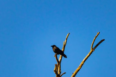 Yalnız bir karga, yalın bir dala tünemiş canlı mavi bir gökyüzüne karşı, altın saatinde siluete bürünmüş. Bu çarpıcı görüntü doğanın basit güzelliğini ve kuş yaşamını yansıtıyor..
