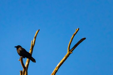Yalnız bir karga, yalın bir dala tünemiş canlı mavi bir gökyüzüne karşı, altın saatinde siluete bürünmüş. Bu çarpıcı görüntü doğanın basit güzelliğini ve kuş yaşamını yansıtıyor..