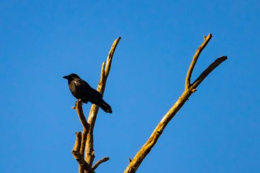 Yalnız bir karga, yalın bir dala tünemiş canlı mavi bir gökyüzüne karşı, altın saatinde siluete bürünmüş. Bu çarpıcı görüntü doğanın basit güzelliğini ve kuş yaşamını yansıtıyor..