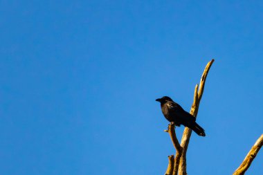 Yalnız bir karga, yalın bir dala tünemiş canlı mavi bir gökyüzüne karşı, altın saatinde siluete bürünmüş. Bu çarpıcı görüntü doğanın basit güzelliğini ve kuş yaşamını yansıtıyor..