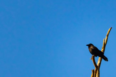 Yalnız bir karga, yalın bir dala tünemiş canlı mavi bir gökyüzüne karşı, altın saatinde siluete bürünmüş. Bu çarpıcı görüntü doğanın basit güzelliğini ve kuş yaşamını yansıtıyor..