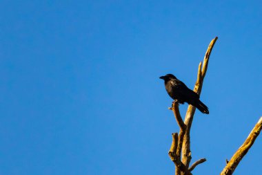 Yalnız bir karga, yalın bir dala tünemiş canlı mavi bir gökyüzüne karşı, altın saatinde siluete bürünmüş. Bu çarpıcı görüntü doğanın basit güzelliğini ve kuş yaşamını yansıtıyor..