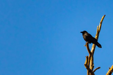 Yalnız bir karga, yalın bir dala tünemiş canlı mavi bir gökyüzüne karşı, altın saatinde siluete bürünmüş. Bu çarpıcı görüntü doğanın basit güzelliğini ve kuş yaşamını yansıtıyor..