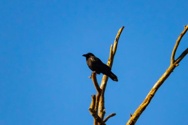 Yalnız bir karga, yalın bir dala tünemiş canlı mavi bir gökyüzüne karşı, altın saatinde siluete bürünmüş. Bu çarpıcı görüntü doğanın basit güzelliğini ve kuş yaşamını yansıtıyor..