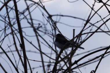 Küçük, koyu renk gözlü bir junco kuşu yoğun, iç içe geçmiş dallar arasında ihtiyatlı bir şekilde tünemektedir. Yumuşak, sessiz arka plan, muhtemelen bulutlu bir gökyüzü veya bir pencere, kuşun hassas siluetini ve karmaşık dalları vurgular..