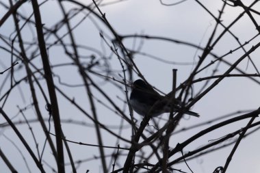 Küçük, koyu renk gözlü bir junco kuşu yoğun, iç içe geçmiş dallar arasında ihtiyatlı bir şekilde tünemektedir. Yumuşak, sessiz arka plan, muhtemelen bulutlu bir gökyüzü veya bir pencere, kuşun hassas siluetini ve karmaşık dalları vurgular..