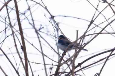 Küçük, koyu renk gözlü bir junco kuşu yoğun, iç içe geçmiş dallar arasında ihtiyatlı bir şekilde tünemektedir. Yumuşak, sessiz arka plan, muhtemelen bulutlu bir gökyüzü veya bir pencere, kuşun hassas siluetini ve karmaşık dalları vurgular..