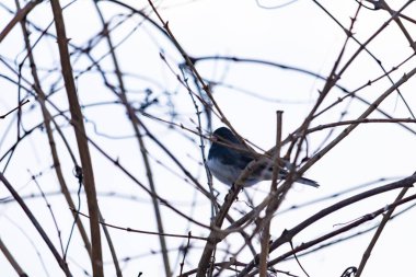 Küçük, koyu renk gözlü bir junco kuşu yoğun, iç içe geçmiş dallar arasında ihtiyatlı bir şekilde tünemektedir. Yumuşak, sessiz arka plan, muhtemelen bulutlu bir gökyüzü veya bir pencere, kuşun hassas siluetini ve karmaşık dalları vurgular..