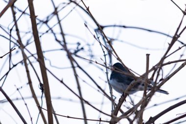 Küçük, koyu renk gözlü bir junco kuşu yoğun, iç içe geçmiş dallar arasında ihtiyatlı bir şekilde tünemektedir. Yumuşak, sessiz arka plan, muhtemelen bulutlu bir gökyüzü veya bir pencere, kuşun hassas siluetini ve karmaşık dalları vurgular..