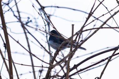 Küçük, koyu renk gözlü bir junco kuşu yoğun, iç içe geçmiş dallar arasında ihtiyatlı bir şekilde tünemektedir. Yumuşak, sessiz arka plan, muhtemelen bulutlu bir gökyüzü veya bir pencere, kuşun hassas siluetini ve karmaşık dalları vurgular..