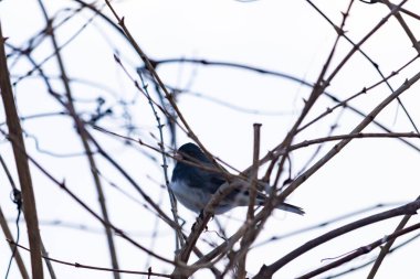 Küçük, koyu renk gözlü bir junco kuşu yoğun, iç içe geçmiş dallar arasında ihtiyatlı bir şekilde tünemektedir. Yumuşak, sessiz arka plan, muhtemelen bulutlu bir gökyüzü veya bir pencere, kuşun hassas siluetini ve karmaşık dalları vurgular..