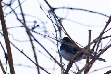 Küçük, koyu renk gözlü bir junco kuşu yoğun, iç içe geçmiş dallar arasında ihtiyatlı bir şekilde tünemektedir. Yumuşak, sessiz arka plan, muhtemelen bulutlu bir gökyüzü veya bir pencere, kuşun hassas siluetini ve karmaşık dalları vurgular..