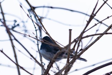 Küçük, koyu renk gözlü bir junco kuşu yoğun, iç içe geçmiş dallar arasında ihtiyatlı bir şekilde tünemektedir. Yumuşak, sessiz arka plan, muhtemelen bulutlu bir gökyüzü veya bir pencere, kuşun hassas siluetini ve karmaşık dalları vurgular..