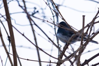 Küçük, koyu renk gözlü bir junco kuşu yoğun, iç içe geçmiş dallar arasında ihtiyatlı bir şekilde tünemektedir. Yumuşak, sessiz arka plan, muhtemelen bulutlu bir gökyüzü veya bir pencere, kuşun hassas siluetini ve karmaşık dalları vurgular..
