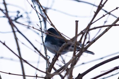 Küçük, koyu renk gözlü bir junco kuşu yoğun, iç içe geçmiş dallar arasında ihtiyatlı bir şekilde tünemektedir. Yumuşak, sessiz arka plan, muhtemelen bulutlu bir gökyüzü veya bir pencere, kuşun hassas siluetini ve karmaşık dalları vurgular..
