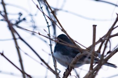 Küçük, koyu renk gözlü bir junco kuşu yoğun, iç içe geçmiş dallar arasında ihtiyatlı bir şekilde tünemektedir. Yumuşak, sessiz arka plan, muhtemelen bulutlu bir gökyüzü veya bir pencere, kuşun hassas siluetini ve karmaşık dalları vurgular..