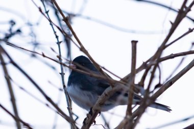 Küçük, koyu renk gözlü bir junco kuşu yoğun, iç içe geçmiş dallar arasında ihtiyatlı bir şekilde tünemektedir. Yumuşak, sessiz arka plan, muhtemelen bulutlu bir gökyüzü veya bir pencere, kuşun hassas siluetini ve karmaşık dalları vurgular..