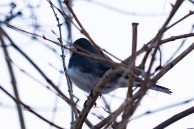 Küçük, koyu renk gözlü bir junco kuşu yoğun, iç içe geçmiş dallar arasında ihtiyatlı bir şekilde tünemektedir. Yumuşak, sessiz arka plan, muhtemelen bulutlu bir gökyüzü veya bir pencere, kuşun hassas siluetini ve karmaşık dalları vurgular..