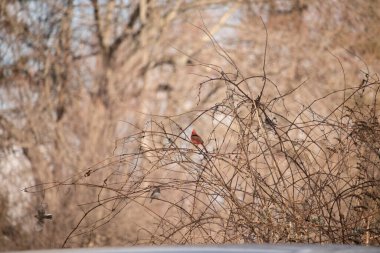 Canlı kırmızı bir kardinal, muhtemelen kışın çıplak ve kahverengi dalların arasında göze çarpıyor. Diğer küçük kuşlar da ince dallardan oluşan karmaşık ağ içinde görülebilir, yumuşak ve sessiz bir arka plan üzerine kuruludur..
