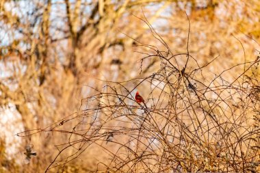 Canlı kırmızı bir kardinal, muhtemelen kışın çıplak ve kahverengi dalların arasında göze çarpıyor. Diğer küçük kuşlar da ince dallardan oluşan karmaşık ağ içinde görülebilir, yumuşak ve sessiz bir arka plan üzerine kuruludur..