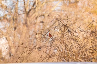 Canlı kırmızı bir kardinal, muhtemelen kışın çıplak ve kahverengi dalların arasında göze çarpıyor. Diğer küçük kuşlar da ince dallardan oluşan karmaşık ağ içinde görülebilir, yumuşak ve sessiz bir arka plan üzerine kuruludur..