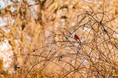 Canlı kırmızı bir kardinal, muhtemelen kışın çıplak ve kahverengi dalların arasında göze çarpıyor. Diğer küçük kuşlar da ince dallardan oluşan karmaşık ağ içinde görülebilir, yumuşak ve sessiz bir arka plan üzerine kuruludur..