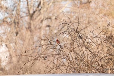 Canlı kırmızı bir kardinal, muhtemelen kışın çıplak ve kahverengi dalların arasında göze çarpıyor. Diğer küçük kuşlar da ince dallardan oluşan karmaşık ağ içinde görülebilir, yumuşak ve sessiz bir arka plan üzerine kuruludur..