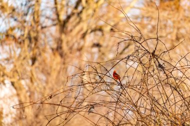 Canlı kırmızı bir kardinal, muhtemelen kışın çıplak ve kahverengi dalların arasında göze çarpıyor. Diğer küçük kuşlar da ince dallardan oluşan karmaşık ağ içinde görülebilir, yumuşak ve sessiz bir arka plan üzerine kuruludur..
