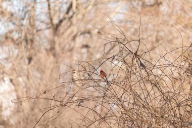 Canlı kırmızı bir kardinal, muhtemelen kışın çıplak ve kahverengi dalların arasında göze çarpıyor. Diğer küçük kuşlar da ince dallardan oluşan karmaşık ağ içinde görülebilir, yumuşak ve sessiz bir arka plan üzerine kuruludur..