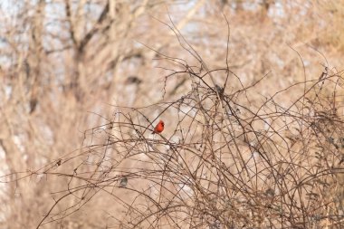 Canlı kırmızı bir kardinal, muhtemelen kışın çıplak ve kahverengi dalların arasında göze çarpıyor. Diğer küçük kuşlar da ince dallardan oluşan karmaşık ağ içinde görülebilir, yumuşak ve sessiz bir arka plan üzerine kuruludur..