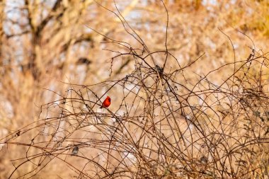 Canlı kırmızı bir kardinal, muhtemelen kışın çıplak ve kahverengi dalların arasında göze çarpıyor. Diğer küçük kuşlar da ince dallardan oluşan karmaşık ağ içinde görülebilir, yumuşak ve sessiz bir arka plan üzerine kuruludur..