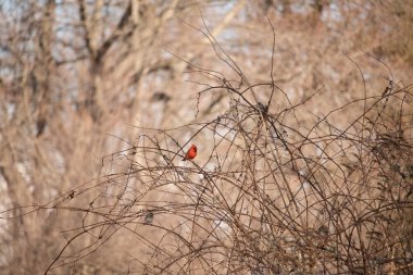 Canlı kırmızı bir kardinal, muhtemelen kışın çıplak ve kahverengi dalların arasında göze çarpıyor. Diğer küçük kuşlar da ince dallardan oluşan karmaşık ağ içinde görülebilir, yumuşak ve sessiz bir arka plan üzerine kuruludur..