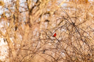 Canlı kırmızı bir kardinal, muhtemelen kışın çıplak ve kahverengi dalların arasında göze çarpıyor. Diğer küçük kuşlar da ince dallardan oluşan karmaşık ağ içinde görülebilir, yumuşak ve sessiz bir arka plan üzerine kuruludur..
