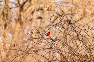 Canlı kırmızı bir kardinal, muhtemelen kışın çıplak ve kahverengi dalların arasında göze çarpıyor. Diğer küçük kuşlar da ince dallardan oluşan karmaşık ağ içinde görülebilir, yumuşak ve sessiz bir arka plan üzerine kuruludur..