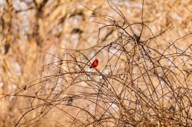 Canlı kırmızı bir kardinal, muhtemelen kışın çıplak ve kahverengi dalların arasında göze çarpıyor. Diğer küçük kuşlar da ince dallardan oluşan karmaşık ağ içinde görülebilir, yumuşak ve sessiz bir arka plan üzerine kuruludur..