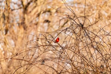 Canlı kırmızı bir kardinal, muhtemelen kışın çıplak ve kahverengi dalların arasında göze çarpıyor. Diğer küçük kuşlar da ince dallardan oluşan karmaşık ağ içinde görülebilir, yumuşak ve sessiz bir arka plan üzerine kuruludur..