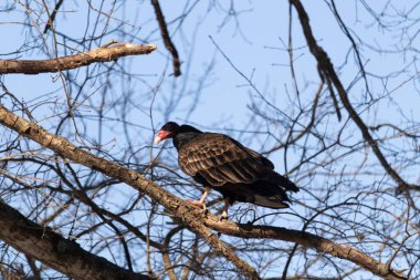 Ayırt edici kırmızı kafası ve koyu kahverengi tüyleriyle bir hindi akbabası, açık mavi gökyüzüne karşı çıplak bir ağaç dalına tünemiş. Kuşun keskin gagası ve dikkatli duruşu doğal ortamında bir uyanıklık hissi verir..