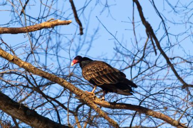 Ayırt edici kırmızı kafası ve koyu kahverengi tüyleriyle bir hindi akbabası, açık mavi gökyüzüne karşı çıplak bir ağaç dalına tünemiş. Kuşun keskin gagası ve dikkatli duruşu doğal ortamında bir uyanıklık hissi verir..