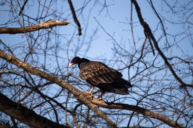 Ayırt edici kırmızı kafası ve koyu kahverengi tüyleriyle bir hindi akbabası, açık mavi gökyüzüne karşı çıplak bir ağaç dalına tünemiş. Kuşun keskin gagası ve dikkatli duruşu doğal ortamında bir uyanıklık hissi verir..