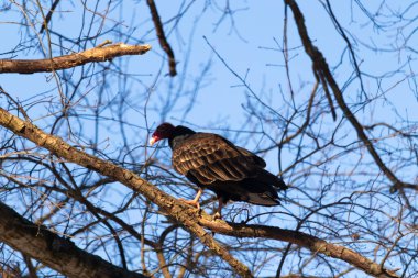 Ayırt edici kırmızı kafası ve koyu kahverengi tüyleriyle bir hindi akbabası, açık mavi gökyüzüne karşı çıplak bir ağaç dalına tünemiş. Kuşun keskin gagası ve dikkatli duruşu doğal ortamında bir uyanıklık hissi verir..