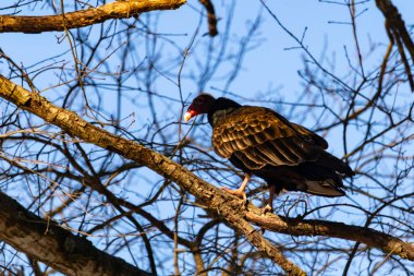 Ayırt edici kırmızı kafası ve koyu kahverengi tüyleriyle bir hindi akbabası, açık mavi gökyüzüne karşı çıplak bir ağaç dalına tünemiş. Kuşun keskin gagası ve dikkatli duruşu doğal ortamında bir uyanıklık hissi verir..