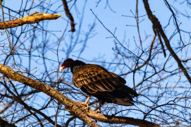 Ayırt edici kırmızı kafası ve koyu kahverengi tüyleriyle bir hindi akbabası, açık mavi gökyüzüne karşı çıplak bir ağaç dalına tünemiş. Kuşun keskin gagası ve dikkatli duruşu doğal ortamında bir uyanıklık hissi verir..