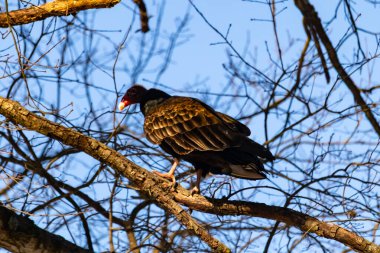 Ayırt edici kırmızı kafası ve koyu kahverengi tüyleriyle bir hindi akbabası, açık mavi gökyüzüne karşı çıplak bir ağaç dalına tünemiş. Kuşun keskin gagası ve dikkatli duruşu doğal ortamında bir uyanıklık hissi verir..